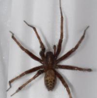 nuotrauka
