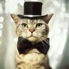Cat.With.Hat's Photo
